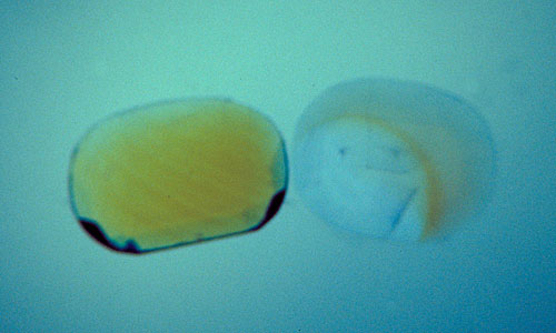 Figure 2. Scream in blue The same two yellow sapphires from Figure 1 immersed in di-iodomethane, but with a frosted blue filter beneath the immersion cell. Now the nature of the color zoning is extremely obvious. Photo: © Richard W. Hughes