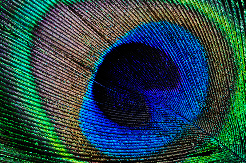 Peacock tail feather