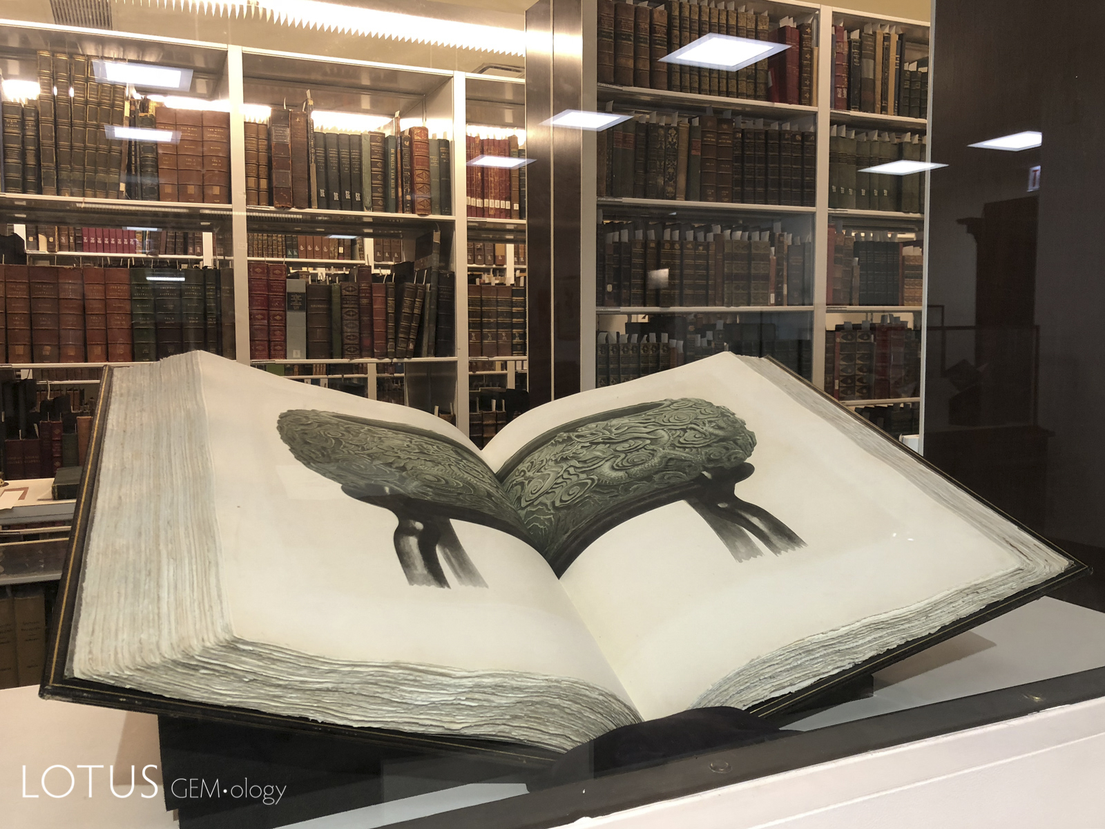 Two of the amazing lifelike plates from The Bishop Collection in the library of Chicago’s Field Museum