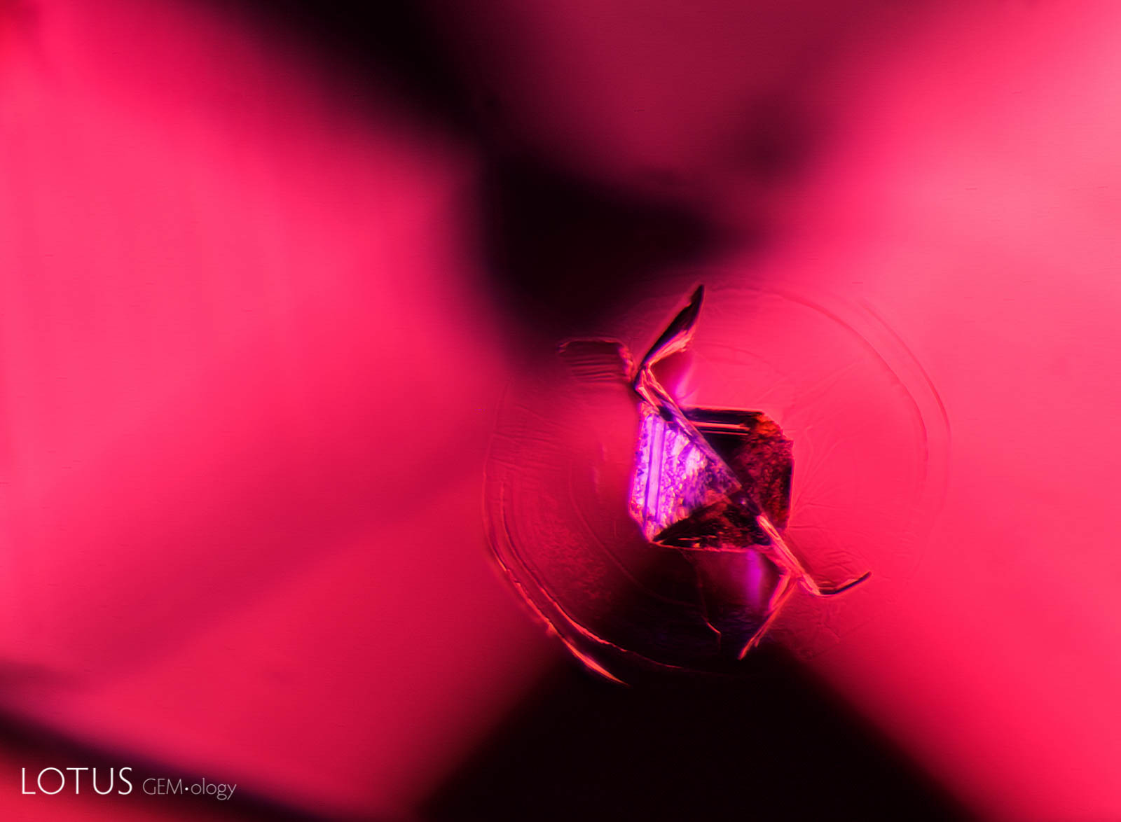 Above is an octahedral crystal, a typical feature to look for when identifying spinel. Darkfield + oblique fiber optic illumination. Photo: E. Billie Hughes