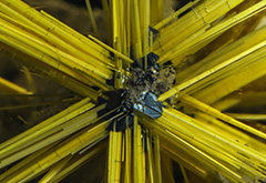 Beyond Rutile &mdash; The Micro-World of Quartz