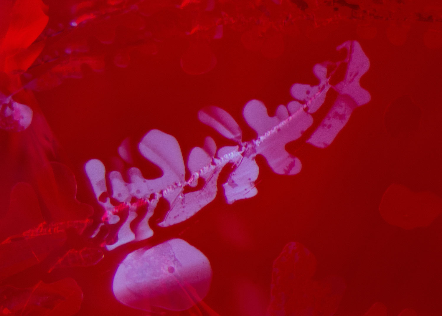  The use of the long-wave UV torch illuminates the glass filling in the fissure, so the dendritic pattern is much more visible. The chalky appearance of the filler stands out against the red fluorescence of the ruby.