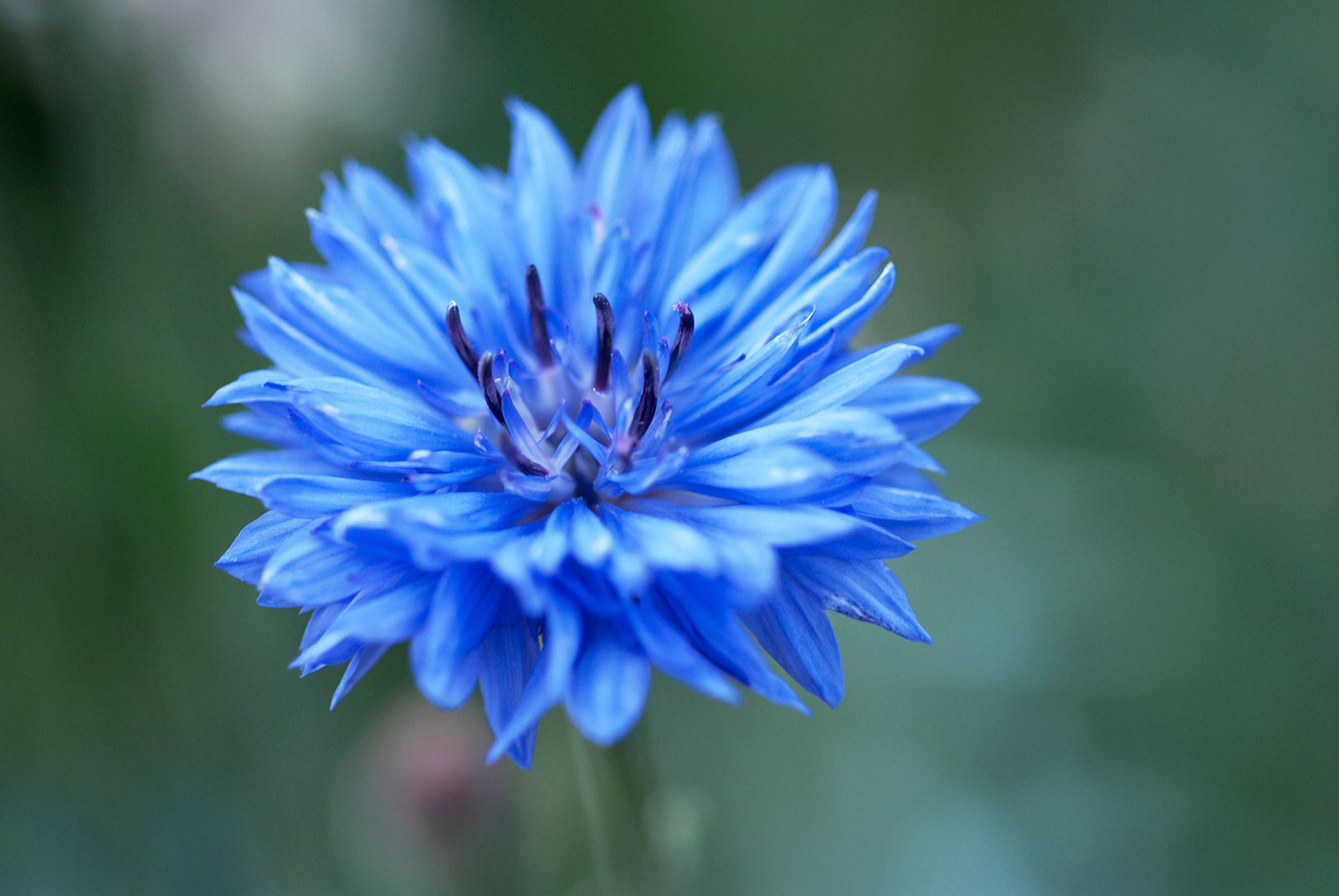 Fleur de bleuet
