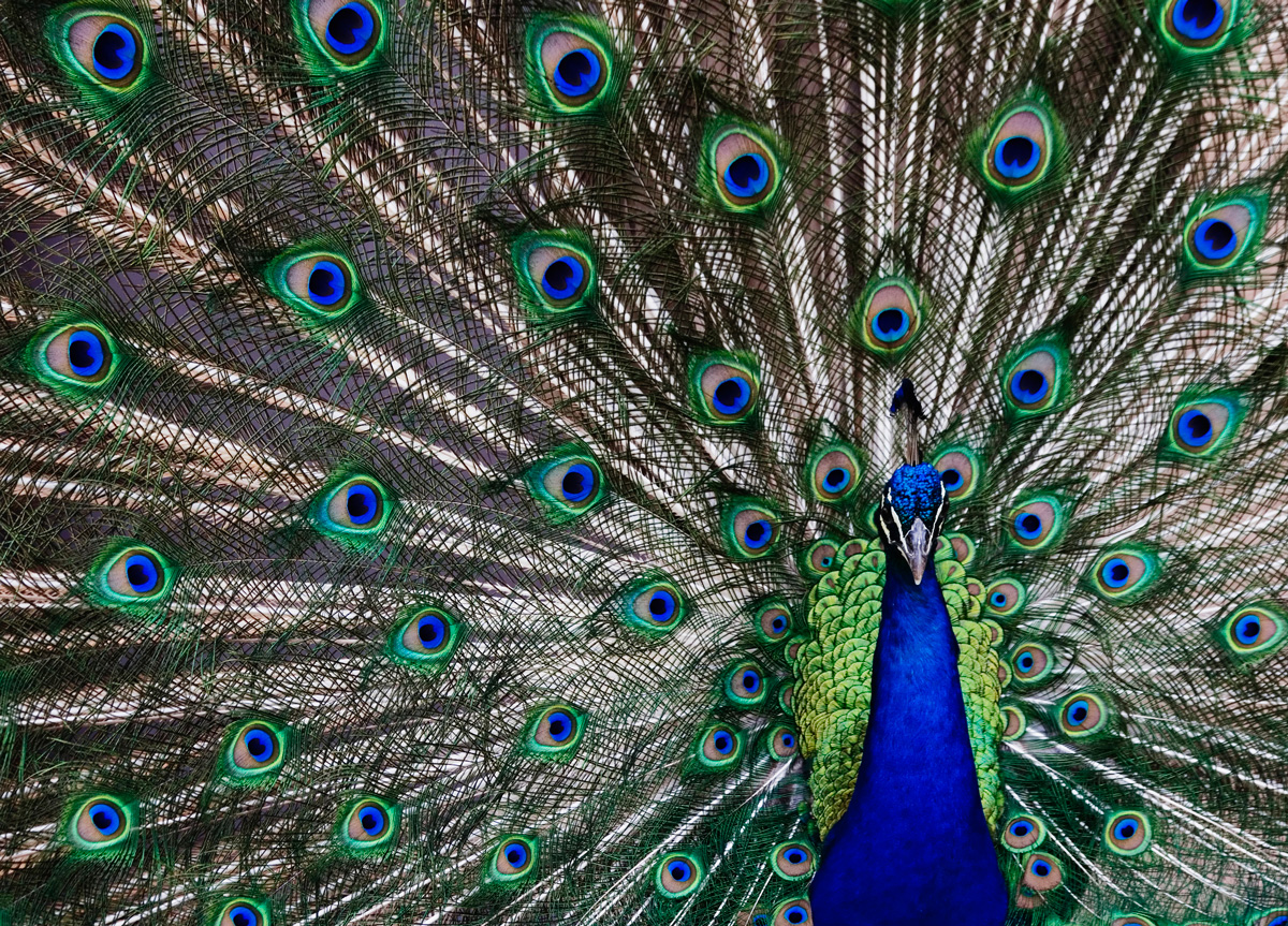 Fine blue sapphires from Sri Lanka are often compared to the color of the peacock's neck or tail feathers. Click on the photos for larger images.