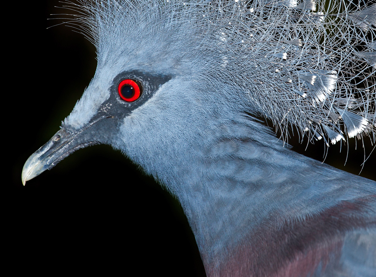 The pigeon's blood color is sometimes compared to the color of a live pigeon's eye. Click on the photo for a larger image.