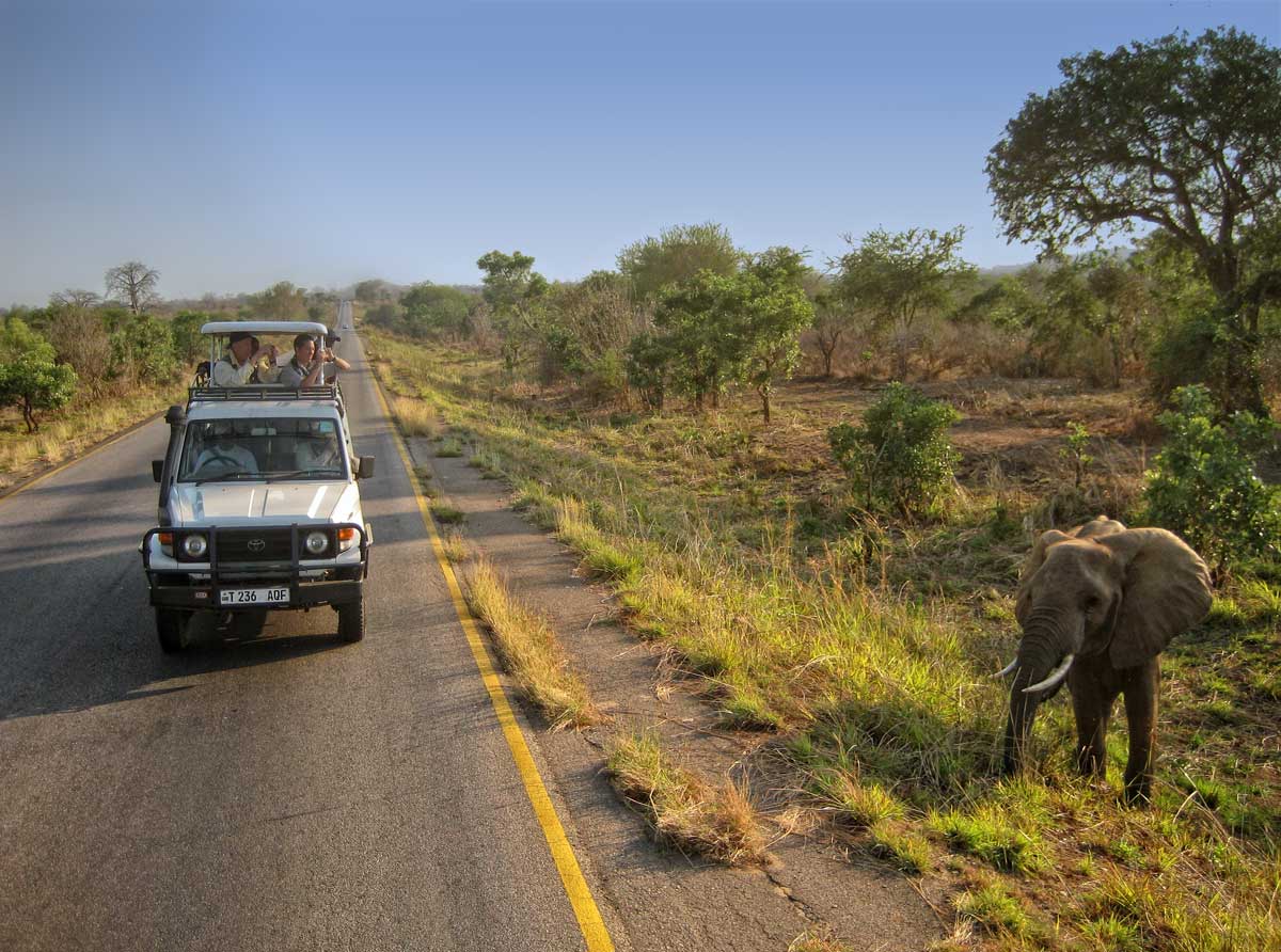 An elephant in the Mikumi National Park, along the road to Mahenge. Photo: Michael Rogers