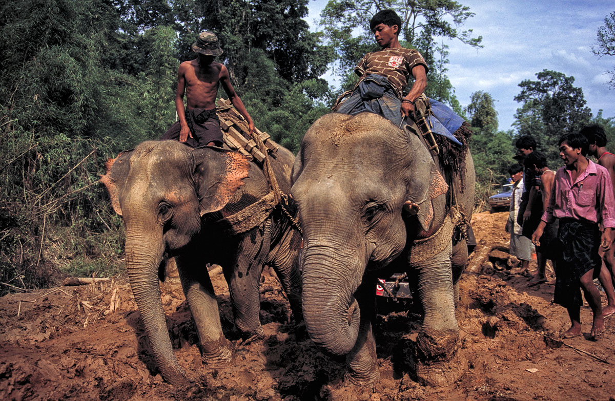 Figure 3. Both routes into Hpakan are virtually impassable during the rainy season. They require travel through dense jungle, in dirt that rapidly turns to mud. On this June 1996 trip, even the power of two elephants could not free this vehicle. Photo © Richard W. Hughes. Click on the image for a larger version.