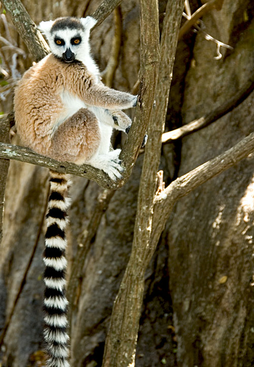 Madagascar is a wildlife wonderland, as the photo of the lemur above shows. Photo: Richard W. Hughes