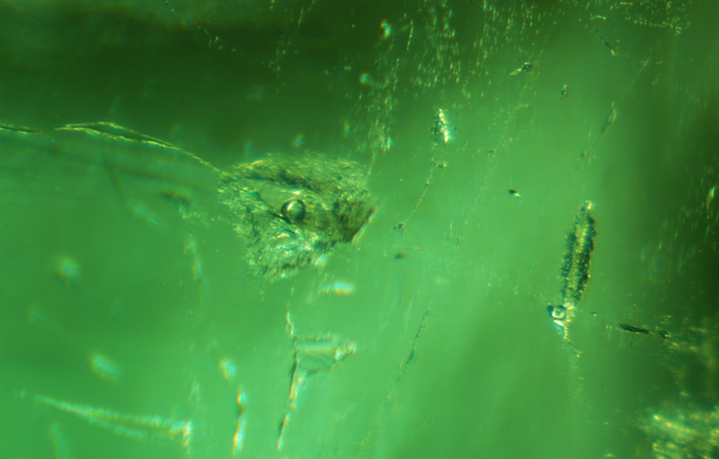Lotus Gemology Bangkok: Two-phase negative crystals in a Malysheva emerald. Specimen courtesy of Tsar Emeralds Corp.; photo: John Koivula