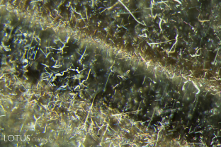 Iron-rich silk in a black star sapphire from Chanthaburi, Thailand.