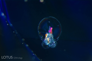 Glassy “discoid” inclusions in a heat-treated sapphire from Sri Lanka.