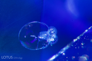 Glassy “discoid” inclusions in a heat-treated sapphire from Sri Lanka.