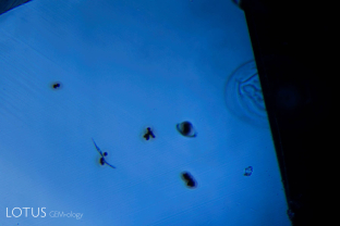 Heat-altered “snowball” like crystals when viewed in transmitted light in a heat-treated sapphire from Sri Lanka.