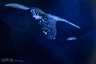 A heat-altered fingerprint in a heat-treated sapphire from Sri Lanka.