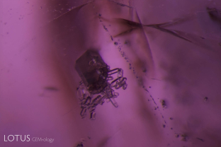 A large apatite crystal surrounded by a cluster of others in a spinel from Tajikistan’s classic Kuh-i-Lal locality.
