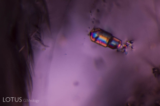 A large apatite crystal surrounded by a cluster of others in a spinel from Tajikistan’s classic Kuh-i-Lal locality stand out vividly when viewed between crossed polars.