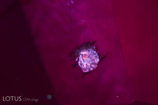 Winged mica crystal within a ruby from Montepuez, Mozambique. These inclusions are heat sensitive and often develop glassy tension fissures around them following heat treatment.