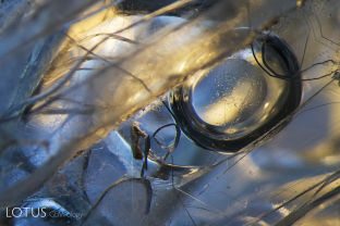This sapphire crystal from Burma’s Mogok Stone Tract featured extremely large negative crystals with mobile carbon dioxide bubbles. These inclusions would rupture if heated, and so are proof of natural, untreated origin.