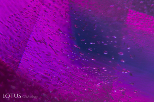 A natural fingerprint hovers above a blue color zone in this rare, untreated ruby from Mong Hsu, Myanmar.