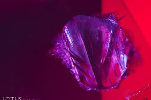 A winged mica crystal within a ruby from Montepuez, Mozambique. These inclusions are heat sensitive and often develop glassy tension fissures around them following heat treatment.