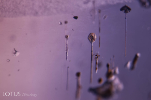 Balloons on a string. Unusual crystals of what may be apatite with attached growth tube strings in a purple star sapphire from Sri Lanka.