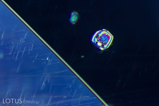 Otherworldly birefringent crystals float above a twin plane in a sapphire from Sri Lanka.