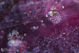 Small mica crystals with surrounding “rosettes” are common and welcome sights in rubies from Montepuez, Mozambique.