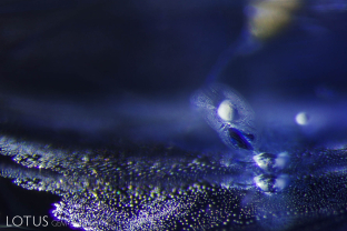 Heat treatment has altered these included crystals into white “snowballs.”
