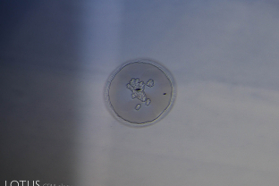 A heat-induced discoid in a heat-treated sapphire from Serendib.