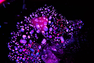 Rosette inclusion surrounding a mica crystal in an unheated Mozambique ruby, seen in reflected light.