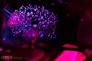 Rosette inclusion surrounding a mica crystal in an unheated Mozambique ruby, seen in reflected light.