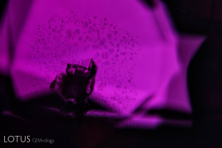 Rosette inclusion surrounding a mica crystal in an unheated Mozambique ruby, seen in transmitted light.