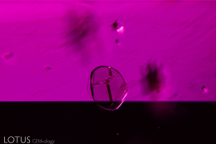 A transparent crystal within a ruby from Mozambique’s Montepuez mines.