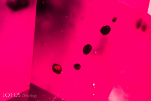 Primary rutile crystals in transmitted light in a ruby from Madagascar’s Ambodivoahangy region.