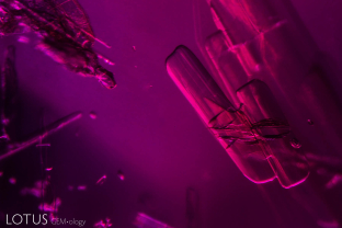 Large amphibole rods are distinctive guests in rubies from Madagascar’s Ambodivoahangy region.