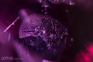 A slender amphibole rod perches next to a secondary healed fissure (’fingerprint’) in this untreated ruby from Ambodivoahangy, Madagascar.