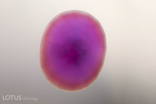 Surface conformal orange color rim resulting from beryllium diffusion, seen while immersed in di-iodomethane.