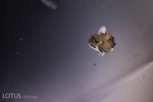 A winged monazite crystal hovers above a backdrop of rounded zircon crystals in this pink sapphire from southern Madagascar.