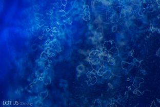 “Crop circles” in a heated sapphire from Sri Lanka. These types of inclusions have been associated with, but are not limited to, beryllium-treated blue sapphires.