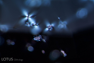 Like winged insects, zircon crystals with halos hover inside a blue spinel from Sri Lanka. Crossed polars.