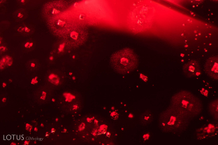 These octahedral crystals, a characteristic feature of spinel, are surrounded by accretion clouds.