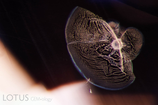 A melted “snowball” crystal is ensconced in heat-altered fingerprints in this heated sapphire from Sri Lanka. Such “snowballs” and bubbly fingerprints are typical of stones heated at high temperatures.