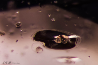 This color-change sapphire from Madagascar contained many zircon crystals that showed clear evidence of heat treatment, including cloudiness and glassy discoid fractures around them.