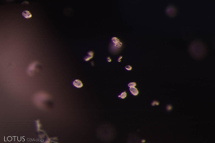 This color-change sapphire from Madagascar contained many zircon crystals that showed clear evidence of heat treatment, including cloudiness.