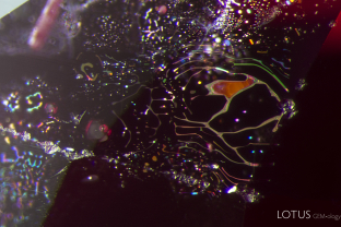 Iridescent fingerprint in a ruby from the Thai/Cambodian border.