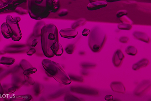 Amphibole crystals are plentiful in this Mozambique ruby.