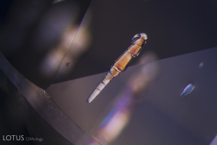 Elongated negative crystals filled with a birefringent substance glow in this Sri Lankan sapphire in crossed polars.