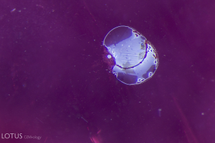 Decrepitation halo around a heat-altered crystal in a heated Mahenge spinel.