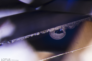 These long growth tubes with glassy areas show clear signs of heat alteration.