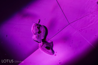 An irregular crystal of what is probably pargasite features embedded deep red crystals of what is probably chromite.